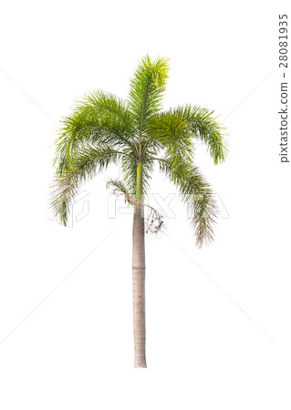 palm tree isolated on white 28081935