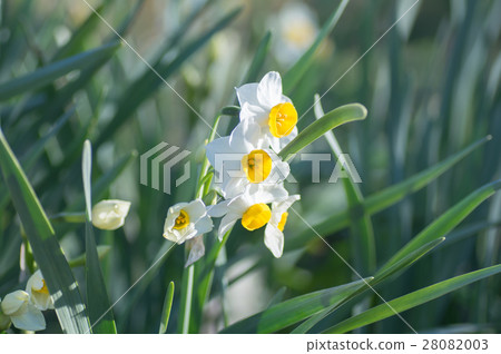 Narcissus 28082003