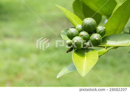 Fresh lime with green leaf. 28082207