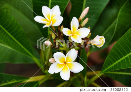 雞蛋花 Egg flowers 雞蛋花 Egg flowers 28082833