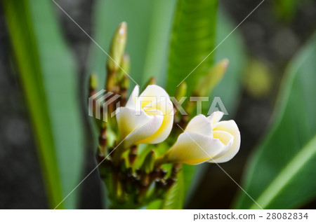雞蛋花 Egg flowers 雞蛋花 Egg flowers 28082834