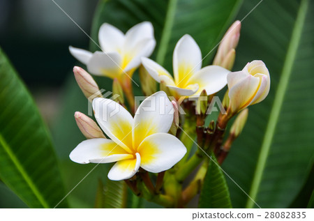 雞蛋花 Egg flowers 雞蛋花 Egg flowers 28082835
