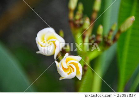 雞蛋花 Egg flowers 雞蛋花 Egg flowers 28082837