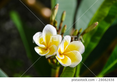 雞蛋花 Egg flowers 雞蛋花 Egg flowers 28082838