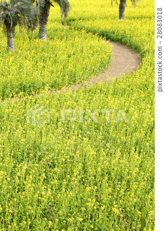 Rapeseed field of Irako Rapeseed field of Irako 28083018