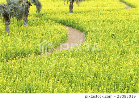 Irako的油菜籽領域 28083019