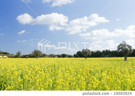 Rapeseed field of Irako 28083024