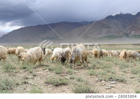 Kashmir goats in beautiful India landscape  28083804