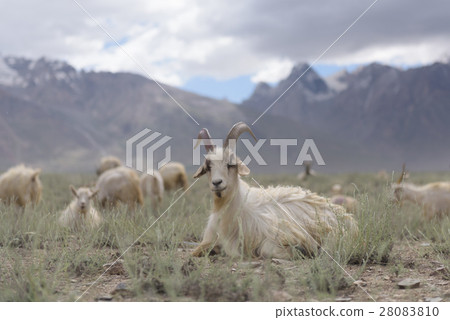 Kashmir goats in Zanskar landscape with snow peaks 28083810