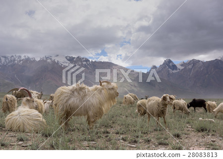 Kashmir goats in beautiful India landscape 28083813