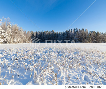 Frozen lake and snow covered reeds Frozen lake and snow covered reeds 28084029