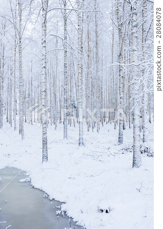 Birch wood forest covered in snow 28084078