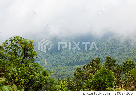 Rainforest landscape in Monteverde Costa Rica 28084100