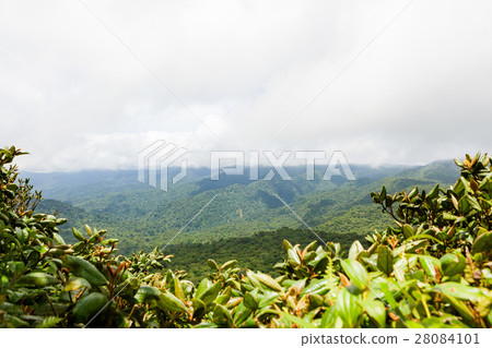 Rainforest landscape in Monteverde Costa Rica 28084101