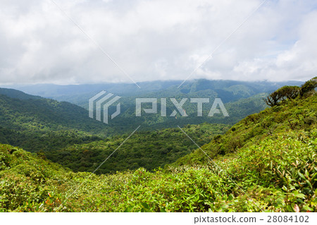 Rainforest landscape in Monteverde Costa Rica 28084102