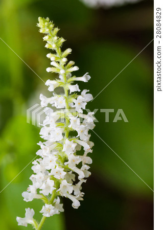 Butterfly Bush (Byttneria). 28084829