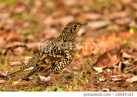 [Wild birds] Thrush throbbing in fallen leaves 28085181