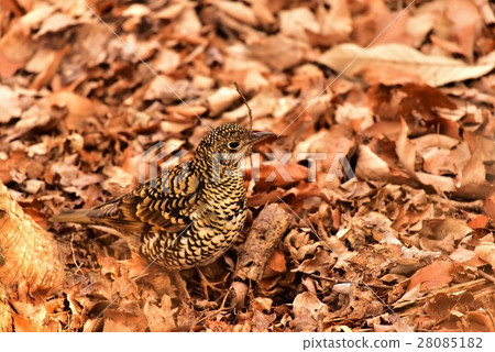[Wild birds] Thrush throbbing in fallen leaves 28085182