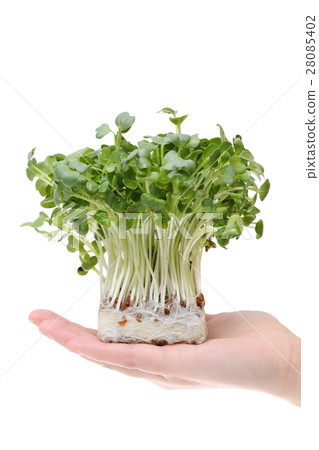 Radish sprouts  28085402