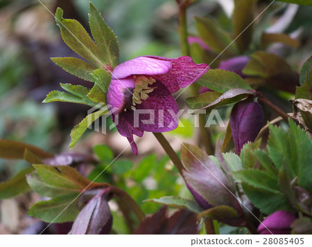 聖誕節玫瑰紫色花 28085405