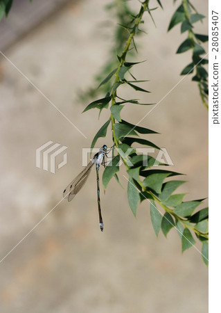 Monosha Tombo 02 28085407