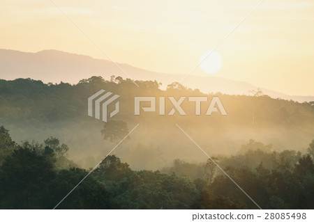 Forest in morning Forest in morning 28085498