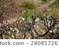 The plum flower honey came to smoke 28085726