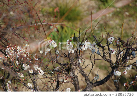 The plum flower honey came to smoke The plum flower honey came to smoke 28085726