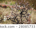 The plum flower honey came to smoke 28085733