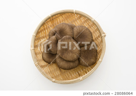 牡蠣蘑菇 28086064