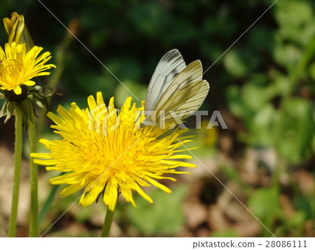 White-striped Butterfly White-striped Butterfly 28086111