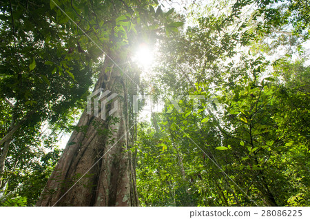 Tropical rain forest with green trees 28086225