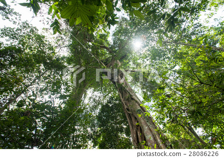 Tropical rain forest with green trees Tropical rain forest with green trees 28086226