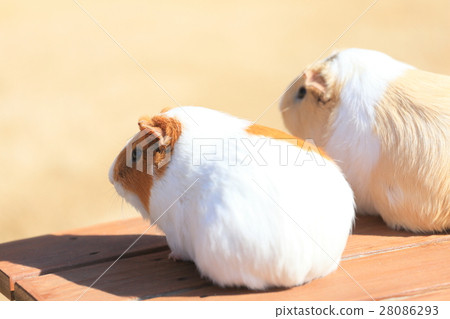 Tokuyama Zoo Runcha♪ Runcha Guinea Pig 28086293