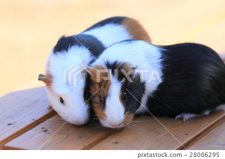 德山動物園Runcha♪Runcha豚鼠 28086295