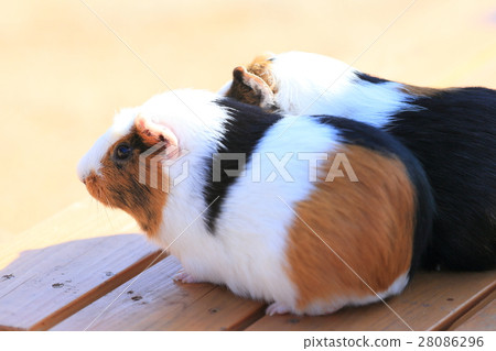 德山動物園Runcha♪Runcha豚鼠 28086296