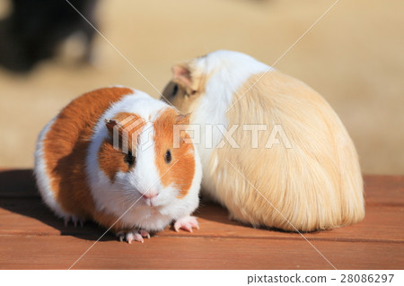 德山動物園Runcha♪Runcha豚鼠 28086297