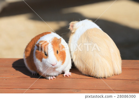 Tokuyama Zoo Runcha♪ Runcha Guinea Pig 28086300