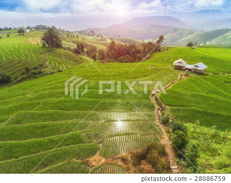 Terrace Rice Field Terrace Rice Field 28086759