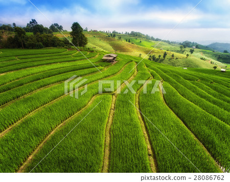 Terrace Rice Field Terrace Rice Field 28086762
