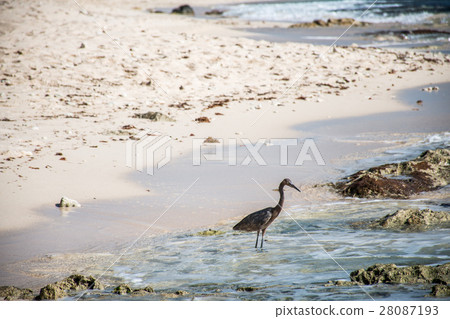 Mexican heron bird beach del carmen Yucatan 28087193