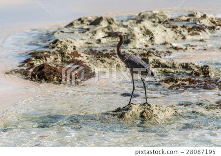 Mexican heron bird beach del carmen Yucatan 7 28087195