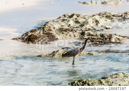 Mexican heron bird beach del carmen Yucatan 3 28087197