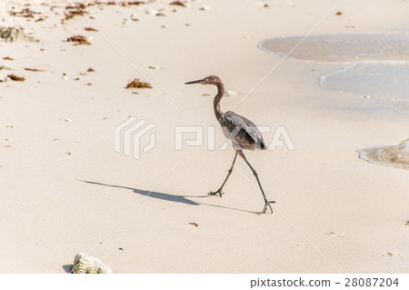 Mexican heron bird beach del carmen Yucatan 10 28087204