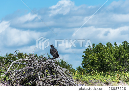 Hawk free falcon wildlife bird mexico yucatan 28087228
