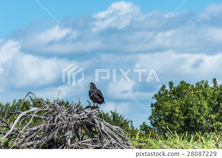 Hawk free falcon wildlife bird mexico yucatan 2 Hawk free falcon wildlife bird mexico yucatan 2 28087229