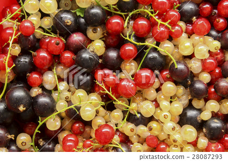 Currant 28087293