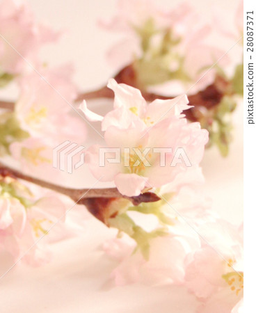 江戶櫻花早春的Uping 28087371