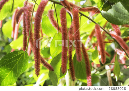 Acarifa Hispida（Benihimonoki） 28088028