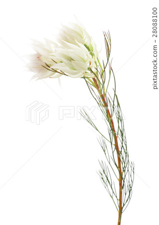 Celia Celia 28088100